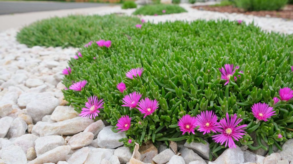 Denver Xeriscaping Purple Ice Plant