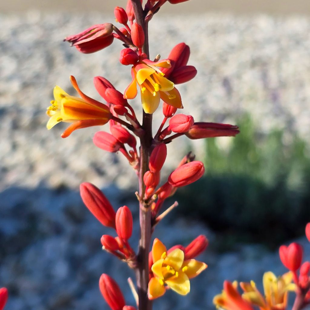 Little Foot Landscaping Xeriscape Plants Red Yucca