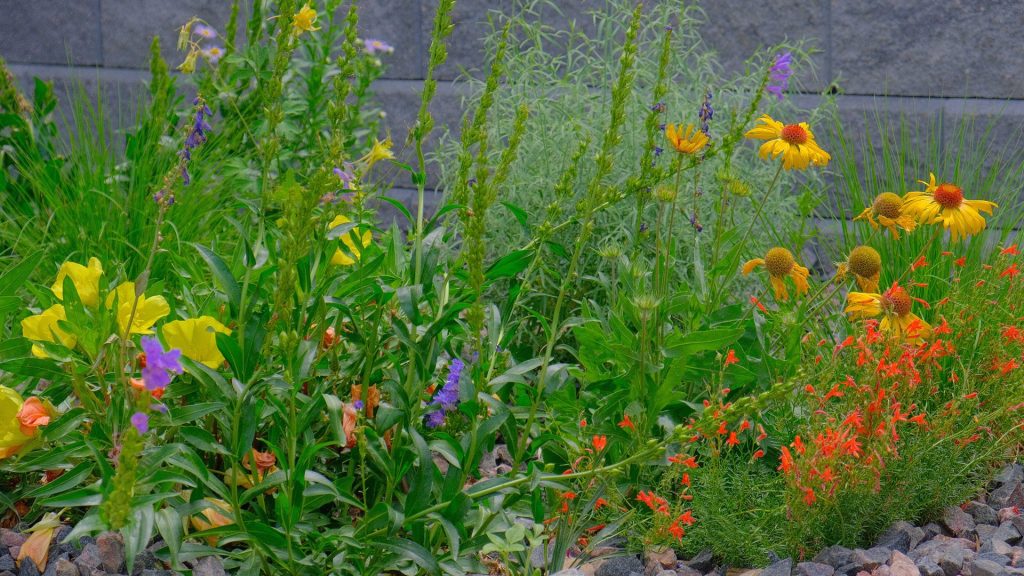 Xeriscaping 9 morrison-co-landscaping-native-wildflower-close-up-helenium-evening-primrose-ipomopsis-penstemon