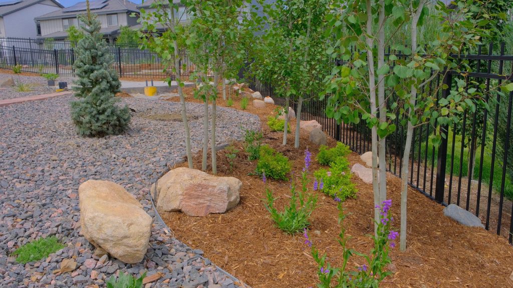Xeriscaping 8 morrison-co-landscaping-xeriscape-aspen-trees-blue-spruce-boulders-penstemon-dark-gravel