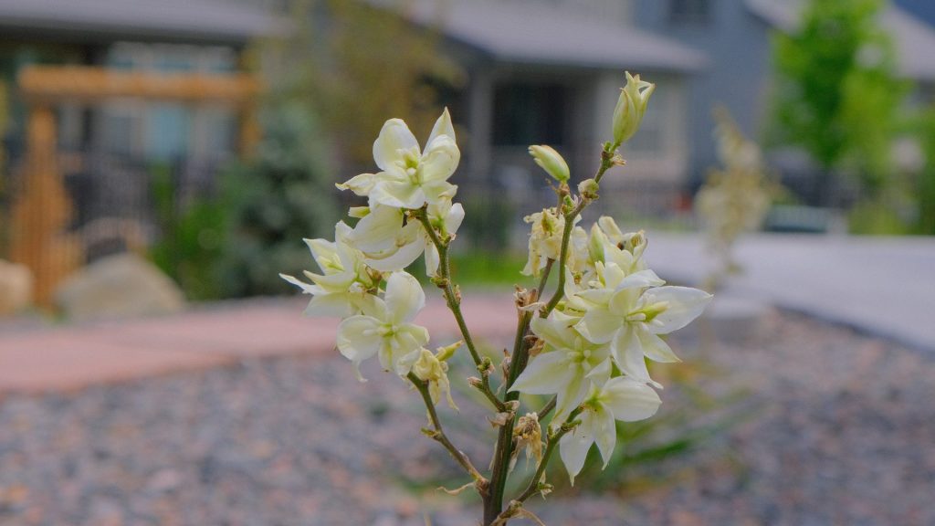 Xeriscaping 7 morrison-co-landscaping-xeriscape-yucca-white-blooms-native-plant-close-up